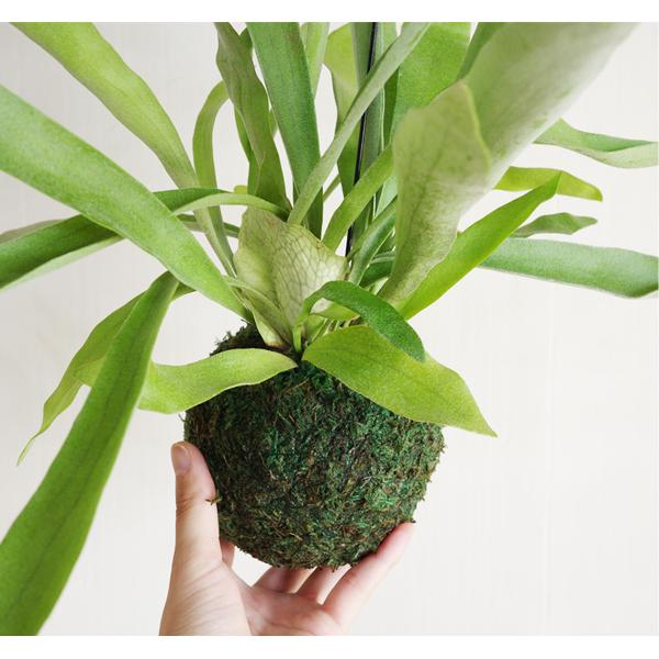 コウモリラン 苔玉仕立て 壁掛け ハンギング ビカクシダ ワイヤー付 苔