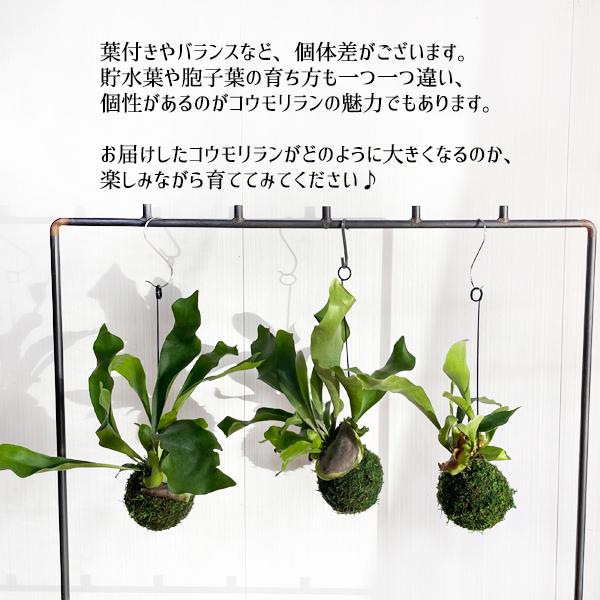 コウモリラン 苔玉仕立て 壁掛け ハンギング ビカクシダ ワイヤー付 苔 観葉植物 インテリア 吊り 吊るす 送料無料 即日出荷 Koumori 観葉植物のパーフェクトグリーン 通販 Yahoo ショッピング