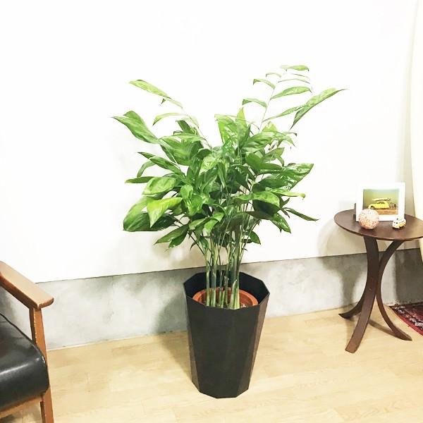 別倉庫からの配送 高性チャメドレア スタイリッシュな黒色鉢カバー付 観葉植物 送料無料 ヤシの木 寒さに強い Wantannas Go Id