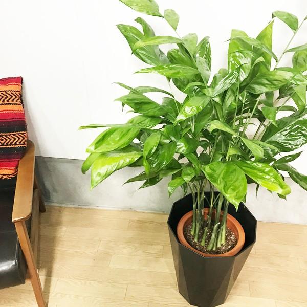 変葉木さま専用 チャメドレア プルモーサ　現品　超大株 変葉木さま専用 チャメドレア プルモーサ 現品 超大株 観葉植物 大型