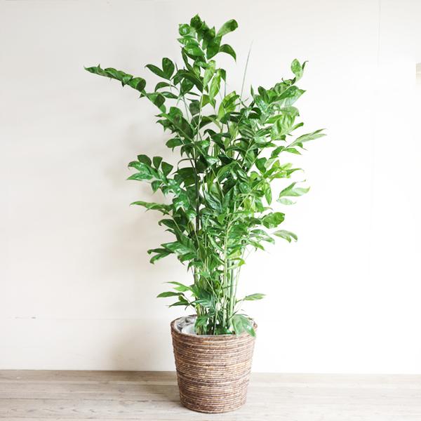 高性チャメドレア 観葉植物 10号 大型 バナナリーフ鉢カバー付 ヤシの