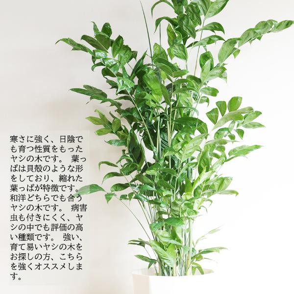 高性チャメドレア 観葉植物 10号 大型 バナナリーフ鉢カバー付 ヤシの