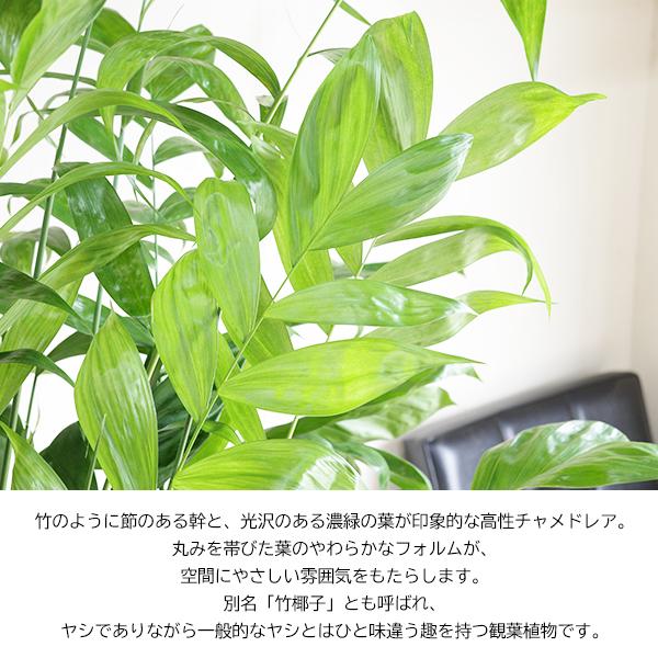 高性チャメドレア ヤシの木 観葉植物 10号 大型 キューブ型 高級鉢