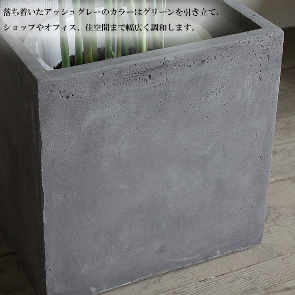 高性チャメドレア ヤシの木 観葉植物 10号 大型 キューブ型 高級鉢