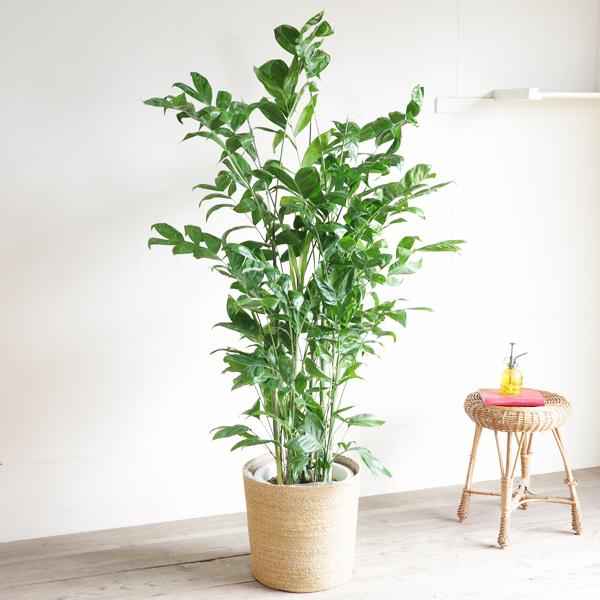 高性チャメドレア 観葉植物 10号 大型 ヤシの木 やわらかいかご付き