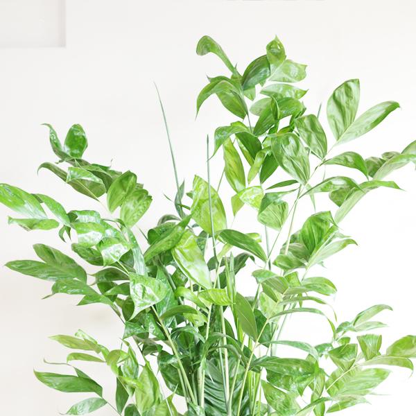 高性チャメドレア 観葉植物 10号 大型 ヤシの木 やわらかいかご付き
