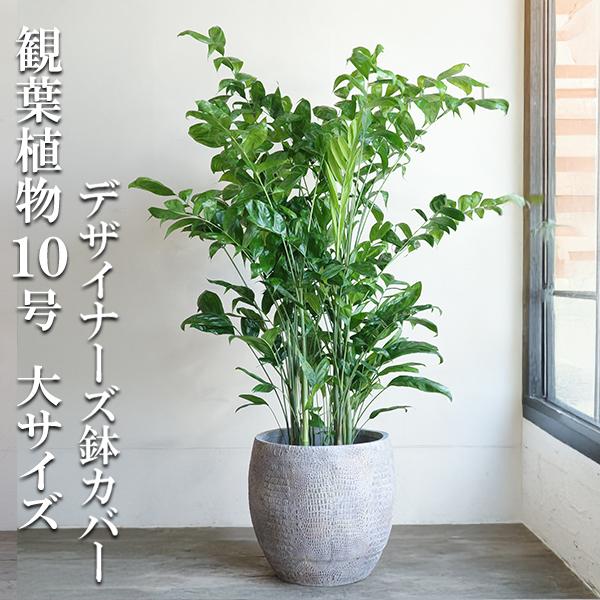 高性チャメドレア ヤシの木 観葉植物 10号 大型 立体模様 デザイナーズ