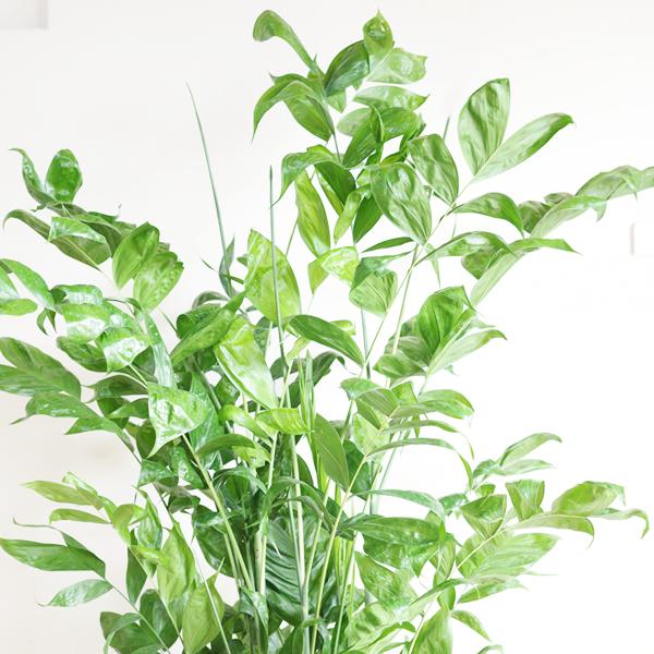 高性チャメドレア ヤシの木 観葉植物 10号 大型 立体模様 デザイナーズ