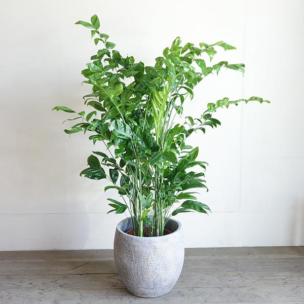 高性チャメドレア ヤシの木 観葉植物 10号 大型 立体模様 デザイナーズ