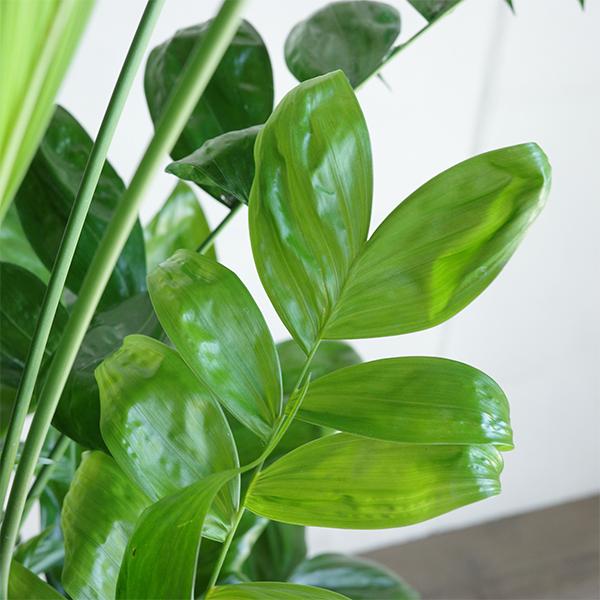高性チャメドレア ヤシの木 観葉植物 10号 大型 立体模様 デザイナーズ