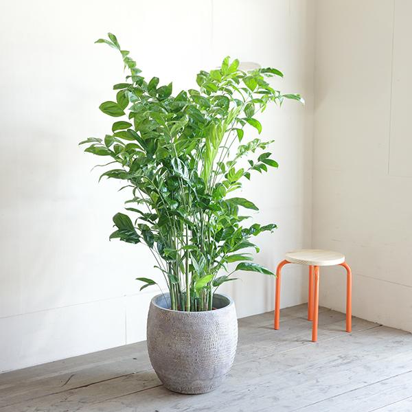 高性チャメドレア ヤシの木 観葉植物 10号 大型 立体模様 デザイナーズ