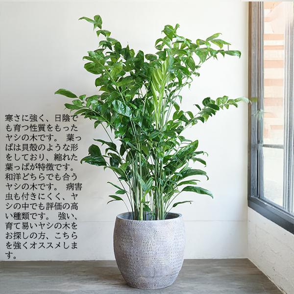 高性チャメドレア ヤシの木 観葉植物 10号 大型 立体模様 デザイナーズ