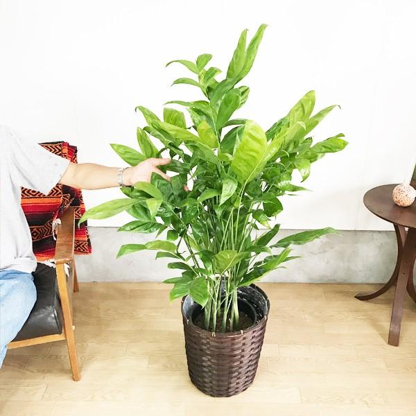 売り切れ必至 高性チャメドレア 鉢カバー付 観葉植物 送料無料 ヤシの木 中 大型サイズ 寒さに強い 最も優遇 Www Technet 21 Org