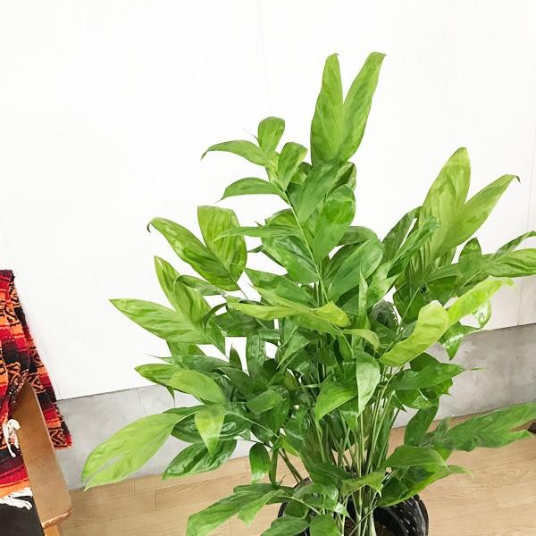 高性チャメドレア 鉢カバー付 観葉植物 送料無料 ヤシの木 中 大型サイズ 寒さに強い Kousei8 観葉植物のパーフェクトグリーン 通販 Yahoo ショッピング