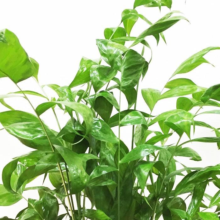 高性チャメドレア 8号 観葉植物 送料無料 丈夫で育てやすい ヤシの木 Kousei8non 観葉植物のパーフェクトグリーン 通販 Yahoo ショッピング