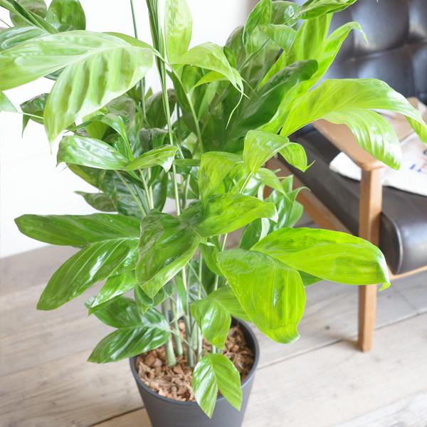 高性チャメドレア ヤシの木 観葉植物 ブラックセラアート鉢 送料無料