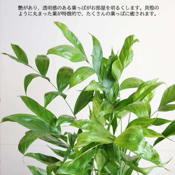 高性チャメドレア ヤシの木 観葉植物 ブラックセラアート鉢 送料無料
