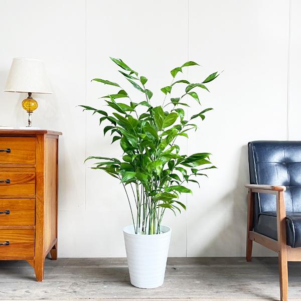 高性チャメドレア ヤシの木 観葉植物 ホワイトセラアート鉢 送料無料 寒さに強い Kousei8serawh 観葉植物のパーフェクトグリーン 通販 Yahoo ショッピング