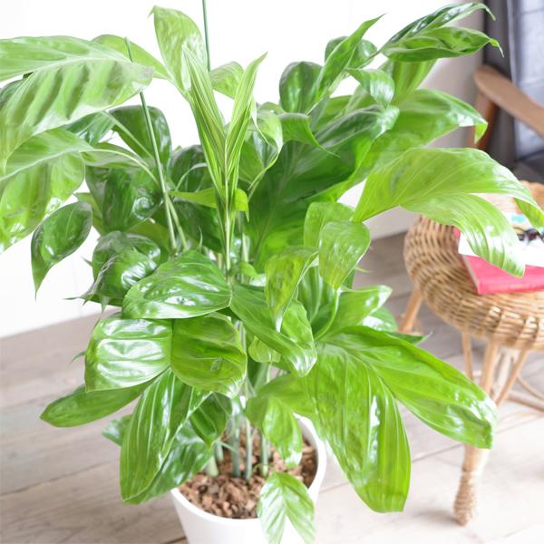 高性チャメドレア ヤシの木 観葉植物 ホワイトセラアート鉢 送料無料