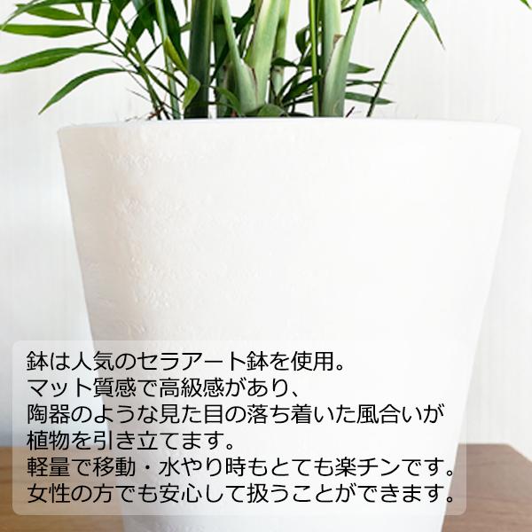 高性チャメドレア ヤシの木 観葉植物 ホワイトセラアート鉢 送料無料