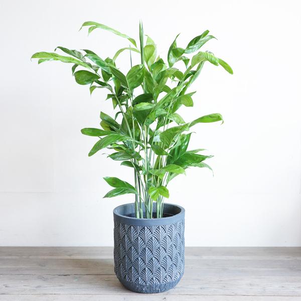 高性チャメドレア ファイバーセメント鉢カバー付 ブルーブラック 観葉