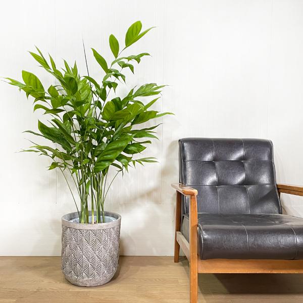 高性チャメドレア ファイバーセメント鉢カバー付 シルバーグレイ 観葉植物 送料無料 ヤシの木 寒さに強い 耐陰性有 Kouseireafwh 観葉植物のパーフェクトグリーン 通販 Yahoo ショッピング