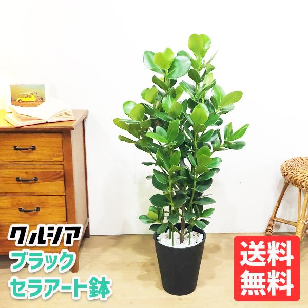 即納最大半額 クルシア ロゼア プリンセス クルーシャ 観葉植物 ブラックセラアート鉢 送料無料 Kurusia8bk 観葉植物のパーフェクトグリーン 通販 Yahoo ショッピング 安い Www Maxipiso Com Ar