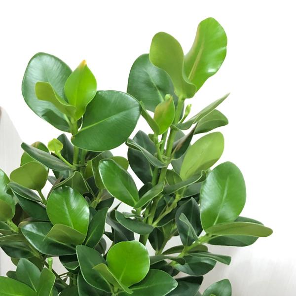 クルシア ロゼア プリンセス クルーシャ 観葉植物 ブラックセラアート鉢 送料無料 Kurusia8bk 観葉植物のパーフェクトグリーン 通販 Yahoo ショッピング