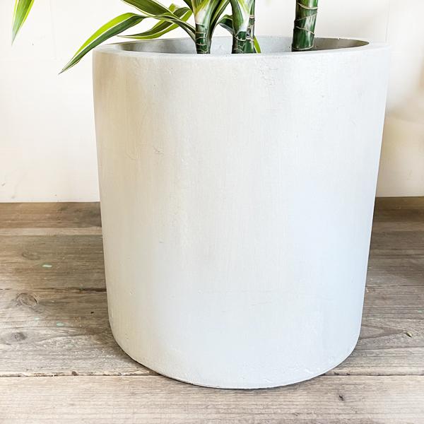 ドラセナ ワーネッキー レモンライム 幸福の木 シリンダー型 鉢カバー