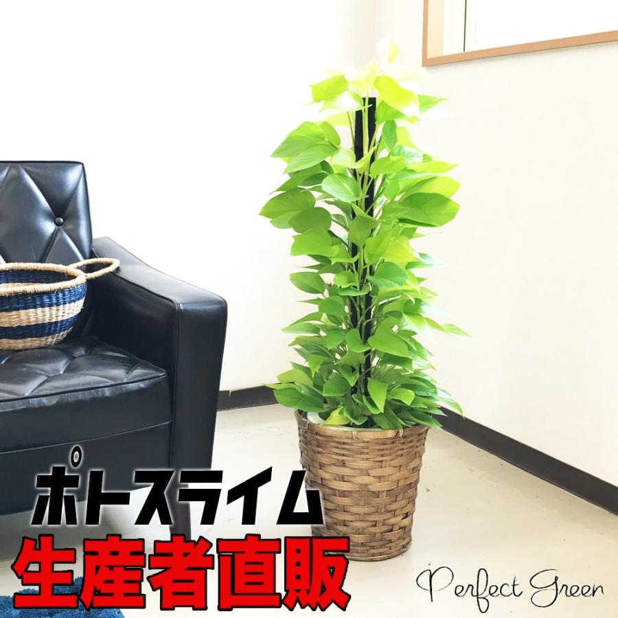 ポトスライム 鉢カバー付 ポトス 観葉植物 ライムグリーン ヘゴ仕立て Limehego 観葉植物のパーフェクトグリーン 通販 Yahoo ショッピング