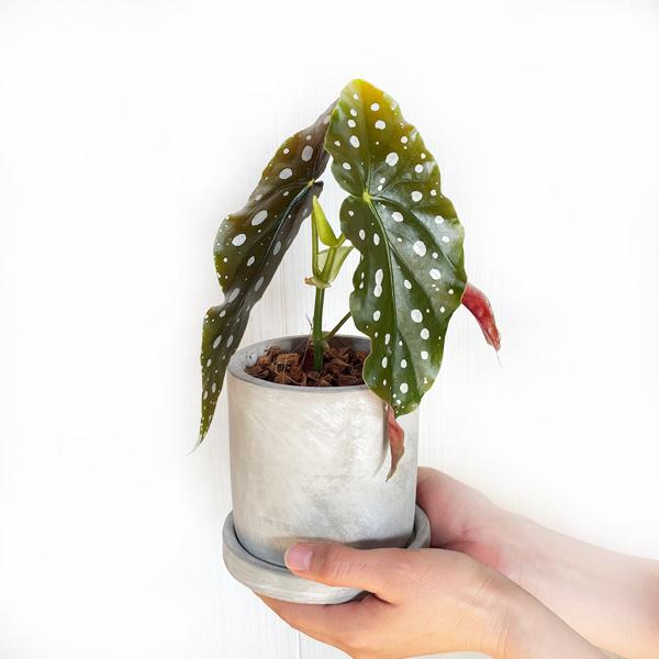 【さらにお値下げしました】ベゴニア百科 Begonia ferox - Etsy 日本