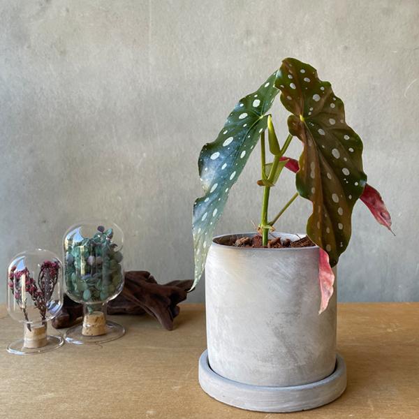 【さらにお値下げしました】ベゴニア百科 Begonia ferox - Etsy 日本
