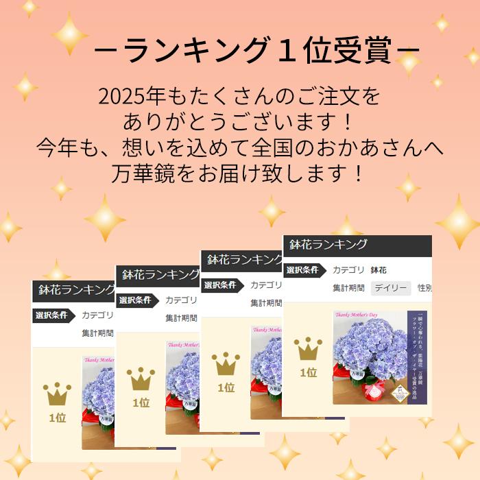 遅れてごめんね 5月12日出荷 紫陽花 万華鏡 品質重視 高品質