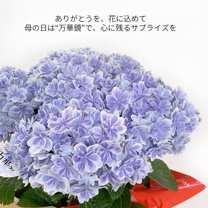 【完売品】 工芸青花13号 A4判　限定1100部 工芸青花｜13号 – 青花の会｜seikashop