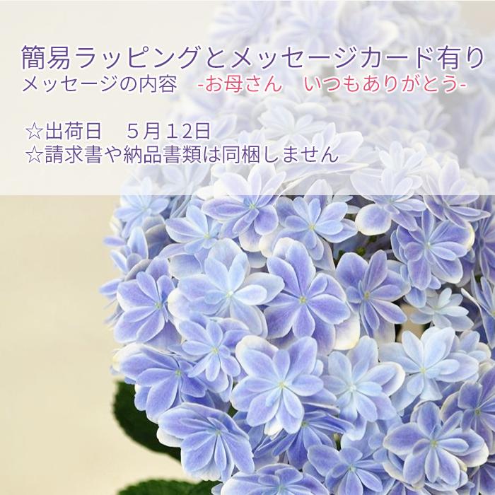 紫陽花　色変幻 色が変化する！？カラフルで美しく彩る花～紫陽花（アジサイ）の