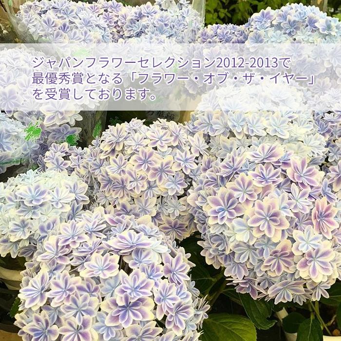遅れてごめんね 5月12日出荷 紫陽花 万華鏡 品質重視 高品質