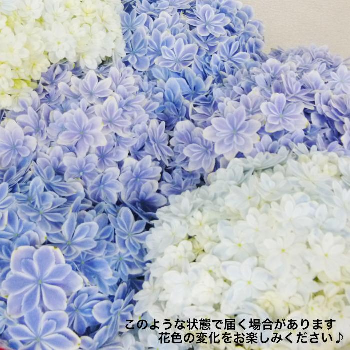 アジサイ 万華鏡 高品質 ラッピング付 青色 送料無料 島根県オリジナル品種 マンゲキョウ 母の日ギフト 紫陽花 鉢植え Mange 観葉植物のパーフェクトグリーン 通販 Yahoo ショッピング