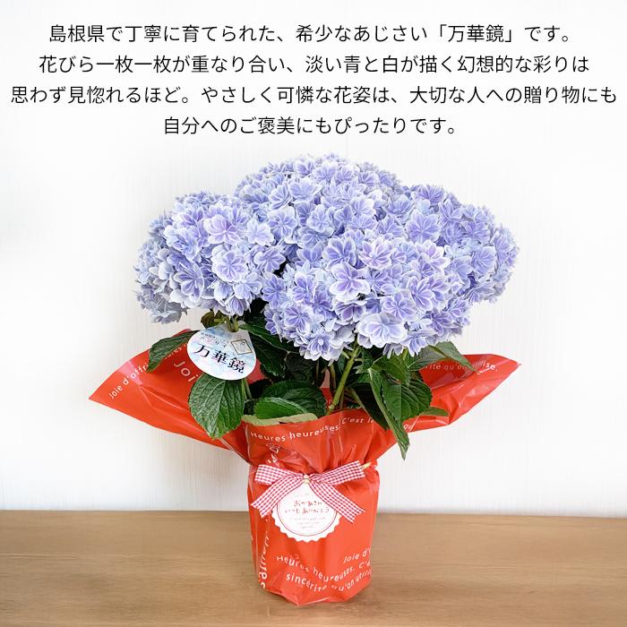 希少アジサイ 万華鏡 品質重視 ギフト 限定品種 高品質 ラッピング付