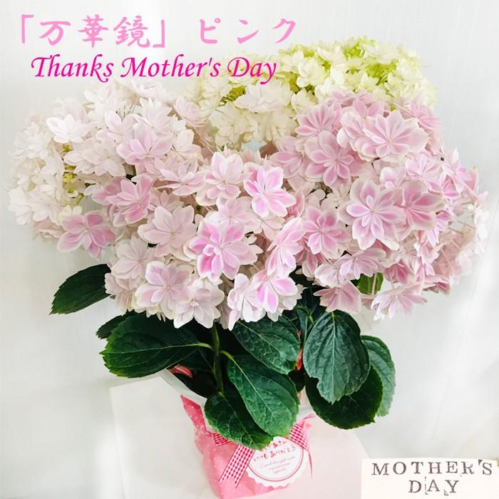 アジサイ 万華鏡 ラッピング付 ピンク 送料無料 島根県オリジナル品種 マンゲキョウ 母の日ギフト 紫陽花 鉢植え Mother22 Mangepk 観葉植物のパーフェクトグリーン 通販 Yahoo ショッピング