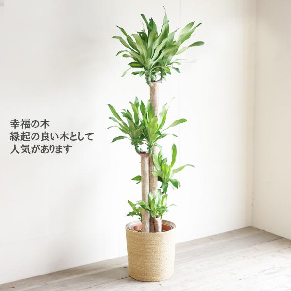 幸福の木 観葉植物 10号 大型 やわらかいかご付 マッサン ドラセナ