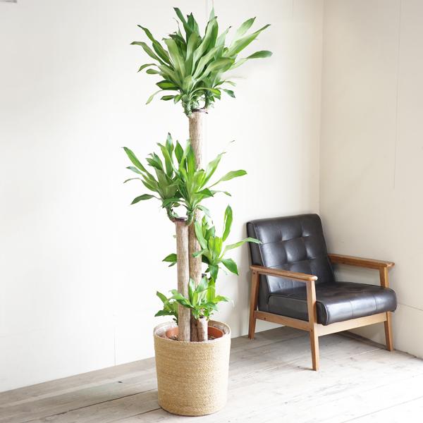 幸福の木 観葉植物 10号 大型 やわらかいかご付 マッサン ドラセナ