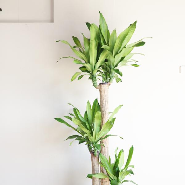 幸福の木 観葉植物 10号 大型 やわらかいかご付 マッサン ドラセナ