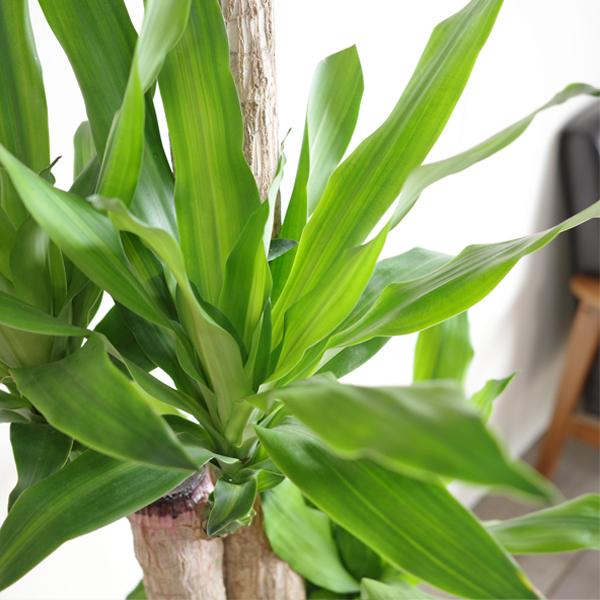 幸福の木 観葉植物 10号 大型 やわらかいかご付 マッサン ドラセナ