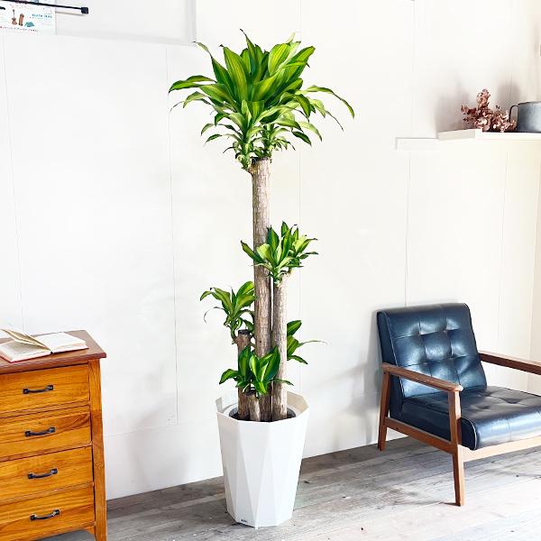 幸福の木 マッサン 観葉植物 10号 大型 ドラセナ おしゃれ 鉢植え 本物