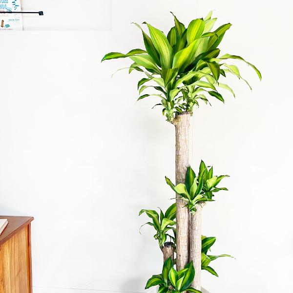 幸福の木 マッサン 観葉植物 10号 大型 ドラセナ おしゃれ 鉢植え 本物