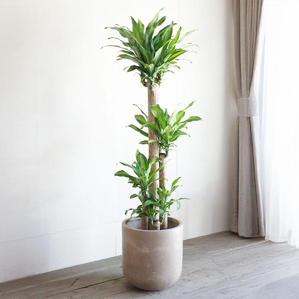 幸福の木 マッサン 観葉植物 大型 10号 高級鉢カバー付き ファイバー