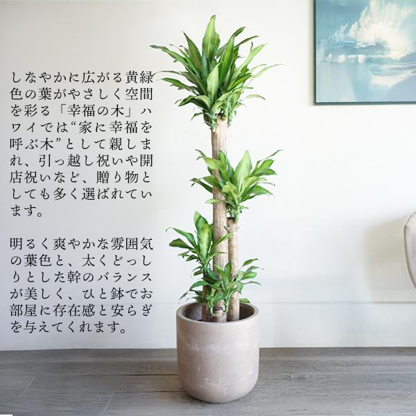 幸福の木 マッサン 観葉植物 大型 10号 高級鉢カバー付き ファイバー