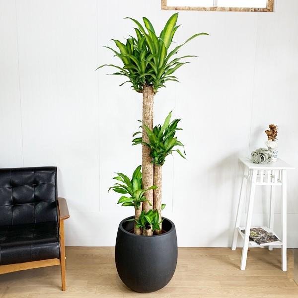 信頼 法人様送料無料 幸福の木 マッサン １番大きいサイズ 10号 バルーン型 デザイナーズ 高級鉢カバー付 ブラック 観葉植物 大型 Massan10tbbk 観葉植物のパーフェクトグリーン 通販 Yahoo ショッピング New限定品 Jeannesauve Org