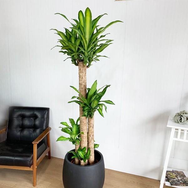 信頼 法人様送料無料 幸福の木 マッサン １番大きいサイズ 10号 バルーン型 デザイナーズ 高級鉢カバー付 ブラック 観葉植物 大型 Massan10tbbk 観葉植物のパーフェクトグリーン 通販 Yahoo ショッピング New限定品 Jeannesauve Org