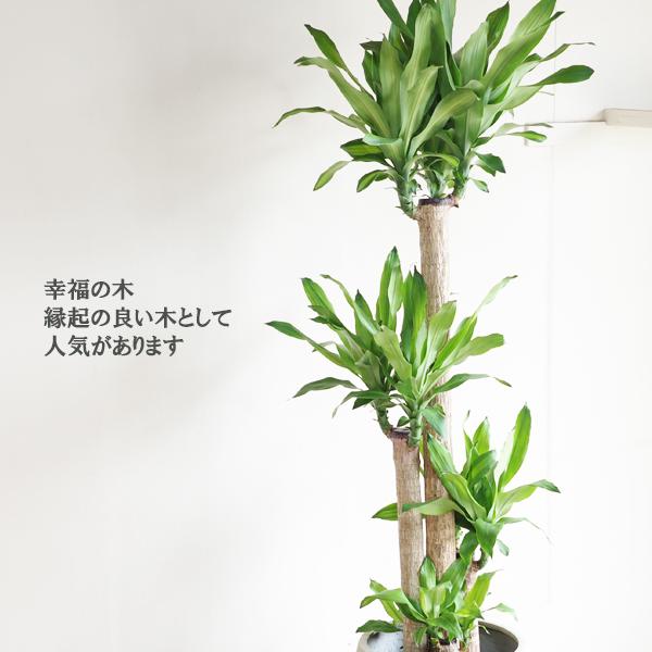 幸福の木 マッサン 観葉植物 10号 大型 バルーン型 高級鉢カバー付